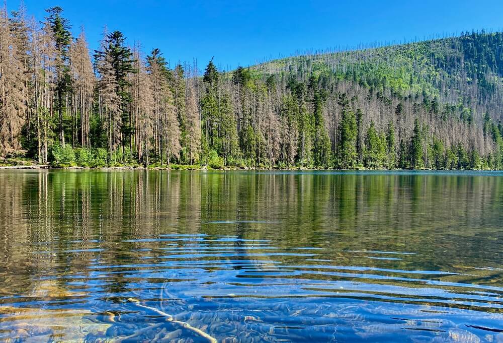 Klarer Bergsee mit Tannen in Tschechien.