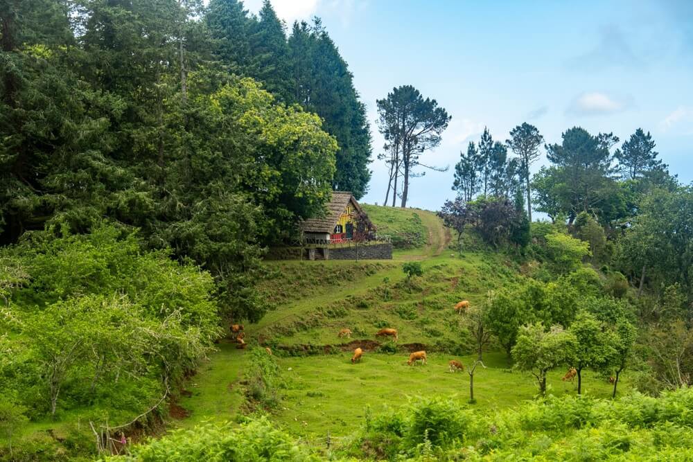 Places to visit in Madeira: A green hilly mountain covered in trees with one house