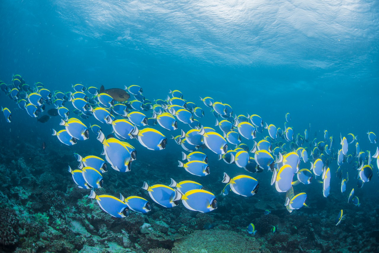 Activities in the Maldives: A group of blue and yellow tropical fish