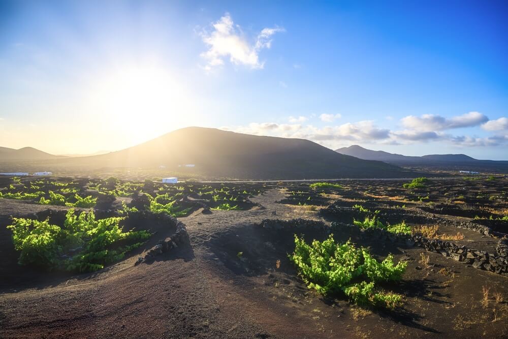 La Geria: The black terrain of La Geria’s vineyards with grape vines dotted along the landscape