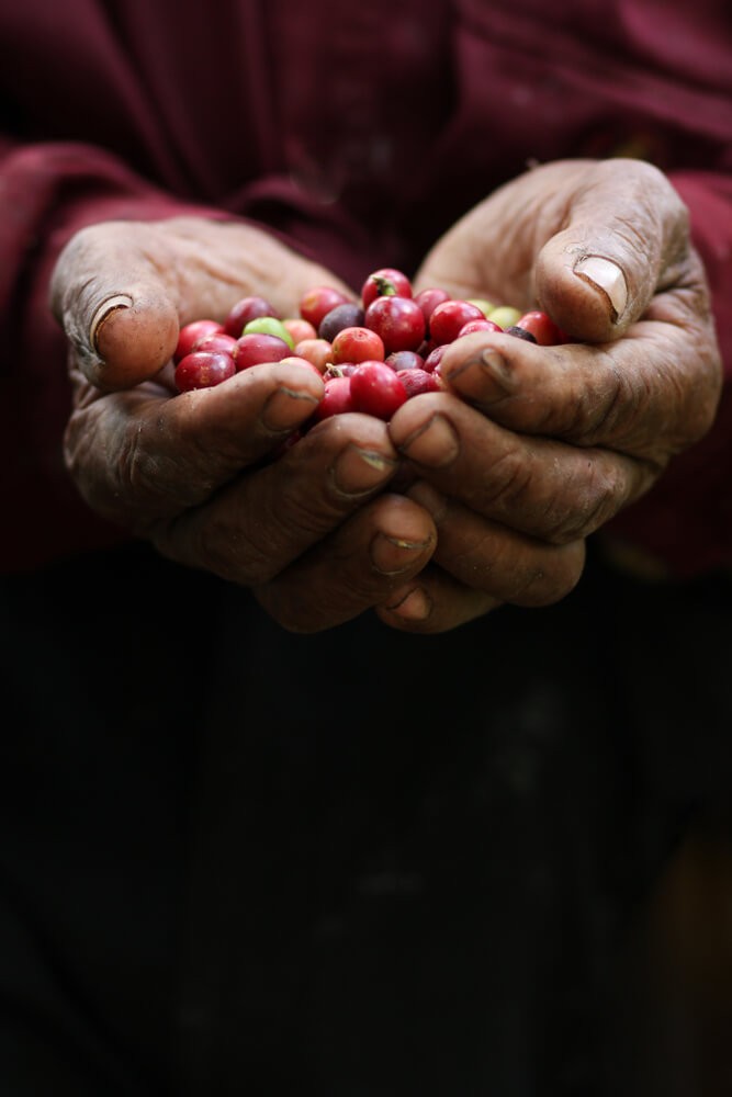 Karibischer Kaffee: Farmer hält Bohnen in den Händen.