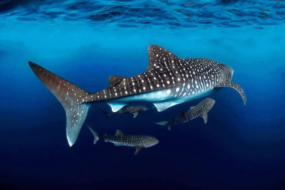 dia internacional del tiburon ballena