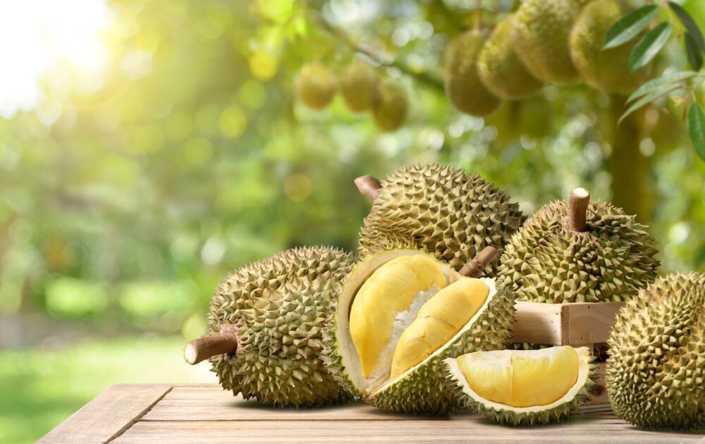 Tropische Früchte: Durian auf einem Tisch in einem Garten angerichtet.