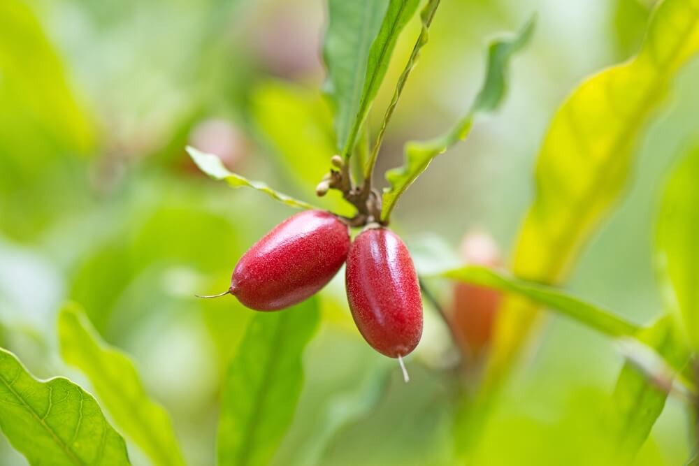 Zwei Wunderbeeren wachsen an einem Strauch.