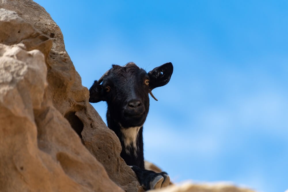 Black mountain goat: The face of a black goat framed by the Fuerteventura mountains