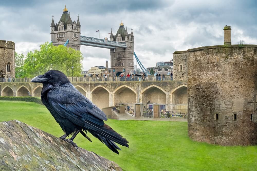 Halloween Europe style with black crow in London.